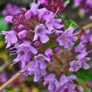 CREEPING THYME PURPLE 4000 SEEDS GROUNDCOVER LAWN DROUGHT ARID HERB PERENNIAL US