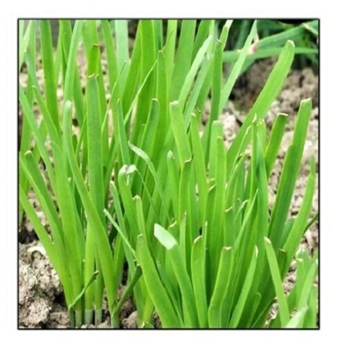 Garlic Chives Seeds | NON-GMO | Fresh Garden 250 Seeds