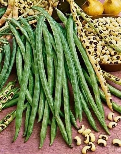 20 BLACKEYE PEA Black Eye Eyed Southern Cow Peas Seeds California Fresh Bean