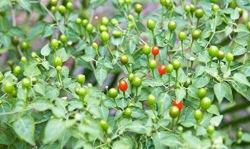 25+ Choice Heirloom Texas Chiltepin Pepper Seeds-R 050