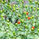 25+ Choice Heirloom Texas Chiltepin Pepper Seeds-R 050