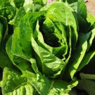 Heirloom Romaine Parris Island Lettuce 2000+ Seeds Non-GMO USA + Gift & COMB S/H