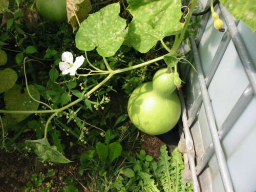 Bird House Bottle Gourd 15 Seeds Non-GMO USA + FREE Gift & COMB S/H