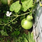 Bird House Bottle Gourd 15 Seeds Non-GMO USA + FREE Gift & COMB S/H