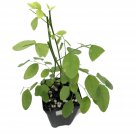 Sauropus androgynus 'Katuk' LIVE FRUIT Tree Sweetleaf Bush tropica