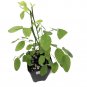 Sauropus androgynus 'Katuk' LIVE FRUIT Tree Sweetleaf Bush tropica