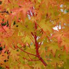 Acer palmatum Sango Kaku PINK STEM JAPANESE MAPLE Seeds Rare
