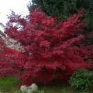 Rare 'Fireglow' Japanese Maple Tree Seeds. Acer palmatum. 10 Seeds.