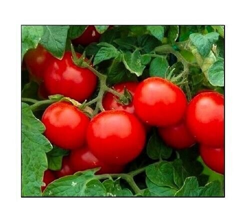 Cherry Tomato Seeds Large | NON-GMO | Fresh Garden Seeds