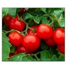 Cherry Tomato Seeds Large | NON-GMO | Fresh Garden Seeds
