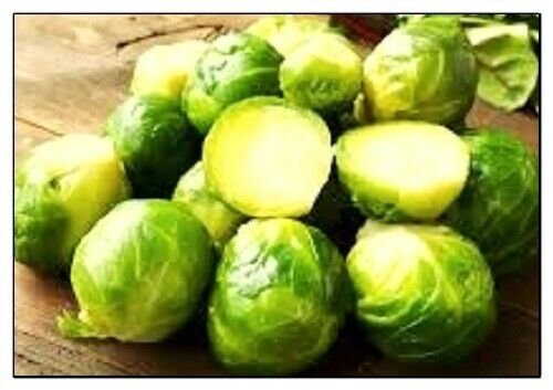 Long Island Brussels Sprouts Seeds | NON-GMO | Fresh Garden  250 Seeds