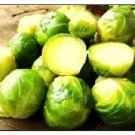 Long Island Brussels Sprouts Seeds | NON-GMO | Fresh Garden  250 Seeds