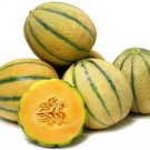 Melon Cantaloupe TUSCAN Tuscany Italian Heirloom 100 SEEDS Sweet Juicy Fruit