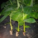"GOLDFINGER" Banana Tree Rare plant! HEALTHY Free Shipping pesticide free