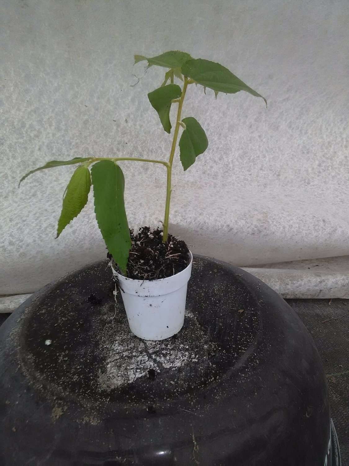 Jamaican Cherry aka Strawberry Tree Muntingia calabura 1 rooted cutting