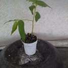 Jamaican Cherry aka Strawberry Tree Muntingia calabura 1 rooted cutting