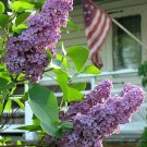 LILAC Syringa Vulgaris - 30+ SEEDS