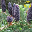 LOVELY FIR Abies Amabilis 20 SEEDS