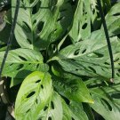 MONSTERA~ SWISS CHEESE PLANT~1 PLANT 2 to 3 leaves per 4" POT