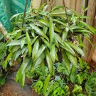 Rare Hoya Wayetii 2 Fresh Cuttings Per Order~Kentiana