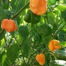25+ Organic Grown Heirloom Bahamian Goat Pepper Seeds-R 024
