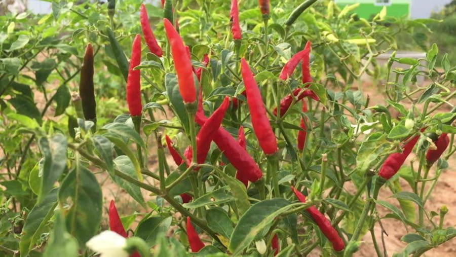 25+ Select Premium Heirloom Red Thai Hot Pepper Seeds-C 115
