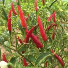 25+ Select Premium Heirloom Red Thai Hot Pepper Seeds-C 115