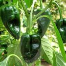 25+ Organic Grown Heirloom Ancho/Poblano Pepper Seeds-R 023