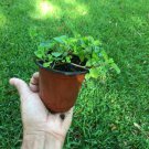 YOUNG CREEPING CHARLIE VINE PLANTS WELL ROOTED STARTER PLANTS GLOSSY FOL.