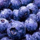 USA-Seller 100+pcs BLUEBERRY SEEDS Highbush Mix Perennial Fruit