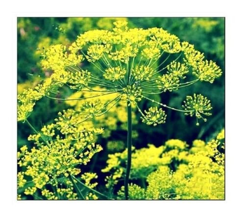 Bouquet Dill Seeds | NON-GMO | Fresh Garden 50 seeds