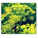 Bouquet Dill Seeds | NON-GMO | Fresh Garden 50 seeds