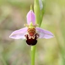 Beautiful Bee Orchid Flower Seeds 100 SEEDS