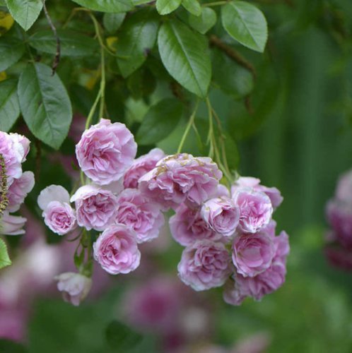 LIVE PLANT 7 SISTERS PINK ROSE BUSH HEIRLOOM CLIMBING BABY RAMBLER MULTIFLORA