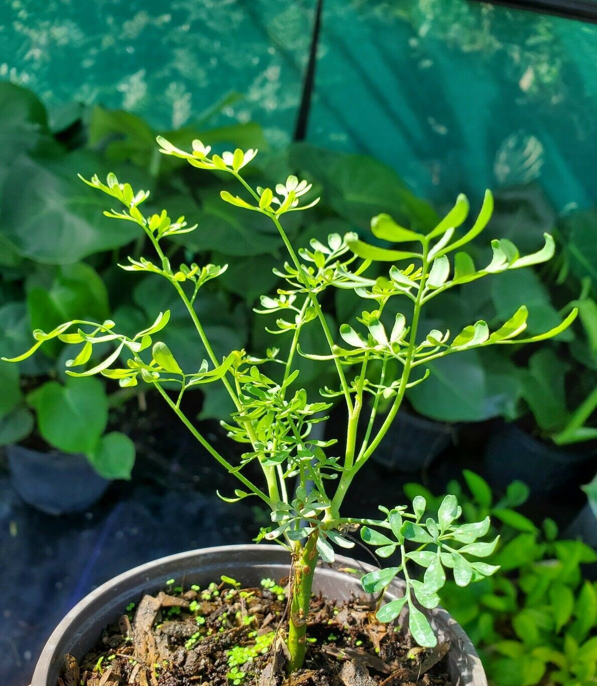 Ruda Plant Common Rue Ruta graveolens Herb of Grace 5 to 7 inches tall
