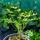 Ruda Plant Common Rue Ruta graveolens Herb of Grace 5 to 7 inches tall