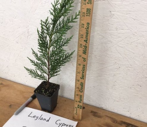 Leyland Cypress tree 2 1/2" pot