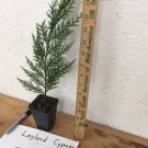 Leyland Cypress tree 2 1/2" pot