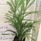 CRYPTOMERIA YOSHINO Japanese Cedar qt pot