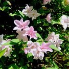 JASMINE STEPHANENSE - FRAGRANT - STARTER PLANT