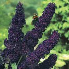 BUDDLEIA 'BLACK KNIGHT' BUTTERFLY BUSH- FRAGRANT - STARTER PLANT - CUT BACK
