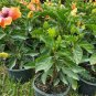 EXOTIC HAWAIIAN SUNSET~FIESTA HIBISCUS STARTER LIVE PLANT 3 TO 5 INCHES TALL
