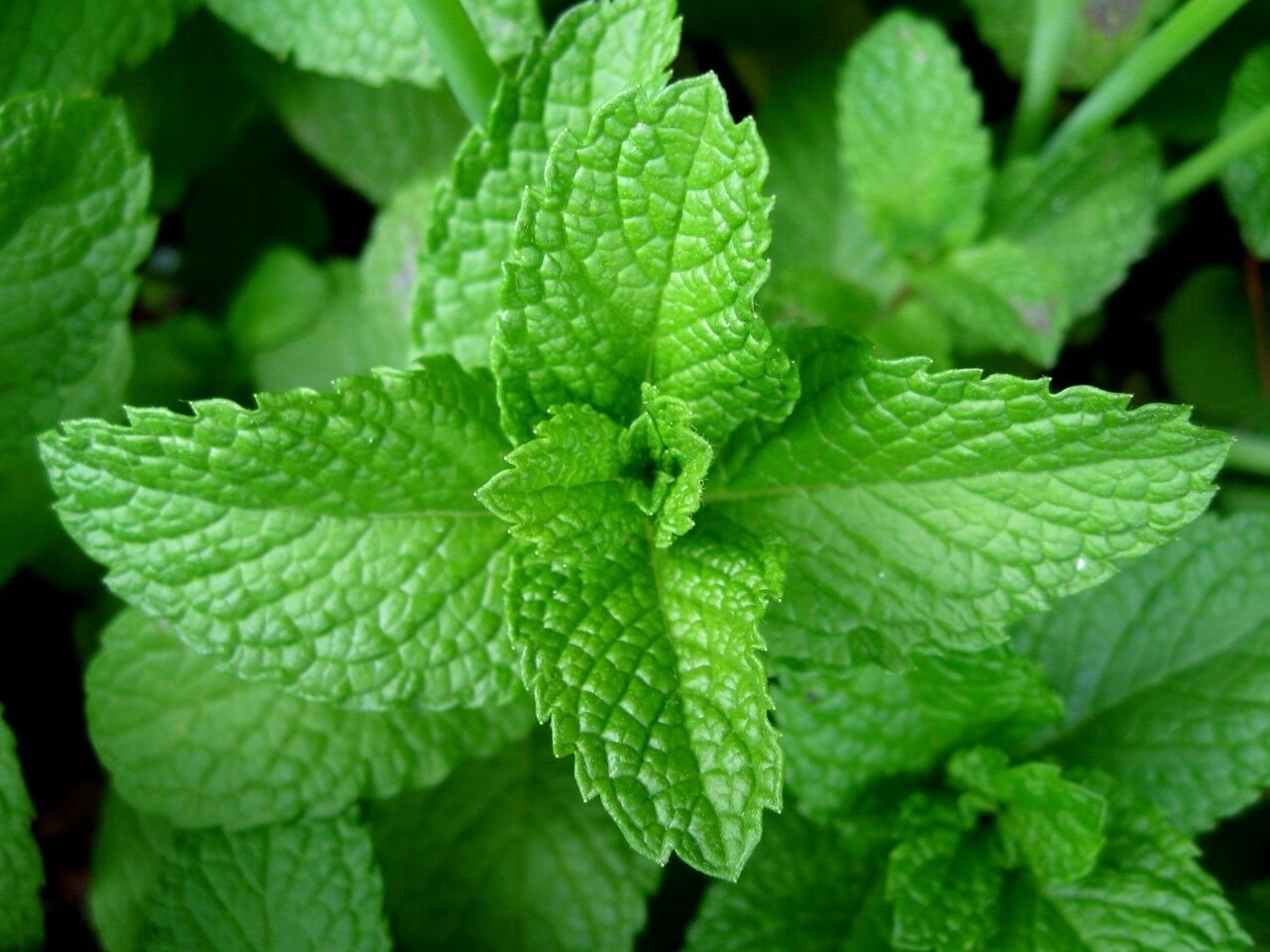 300+PEPPERMINT Seeds Teas Culinary Medicinal Organic Patio Container/Garden Herb
