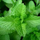 300+PEPPERMINT Seeds Teas Culinary Medicinal Organic Patio Container/Garden Herb