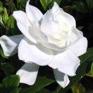HEIRLOOM GARDENIA BUSH 6" WHITE FLOWERING CAPE JASMINE SHRUB ROOTED LIVE PLANTS