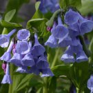 Virginia Bluebell 20 roots (Mertensia)