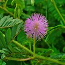 Sensitive Plant, Touch Me Not (Mimosa pudica), 50 seeds