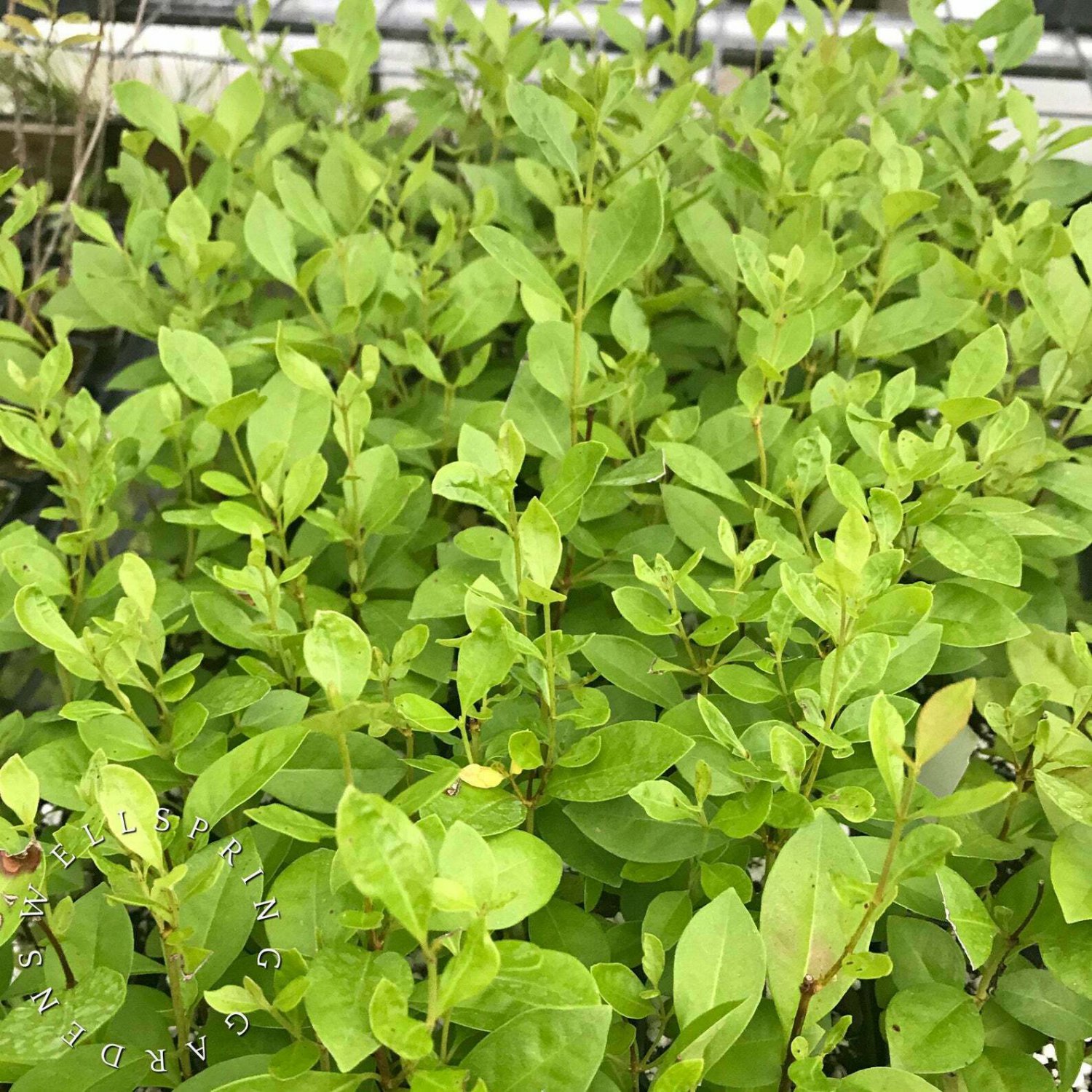 Strawberry Guava Cattley Psidium littorale or cattleianum LIVE FRUIT PLANT