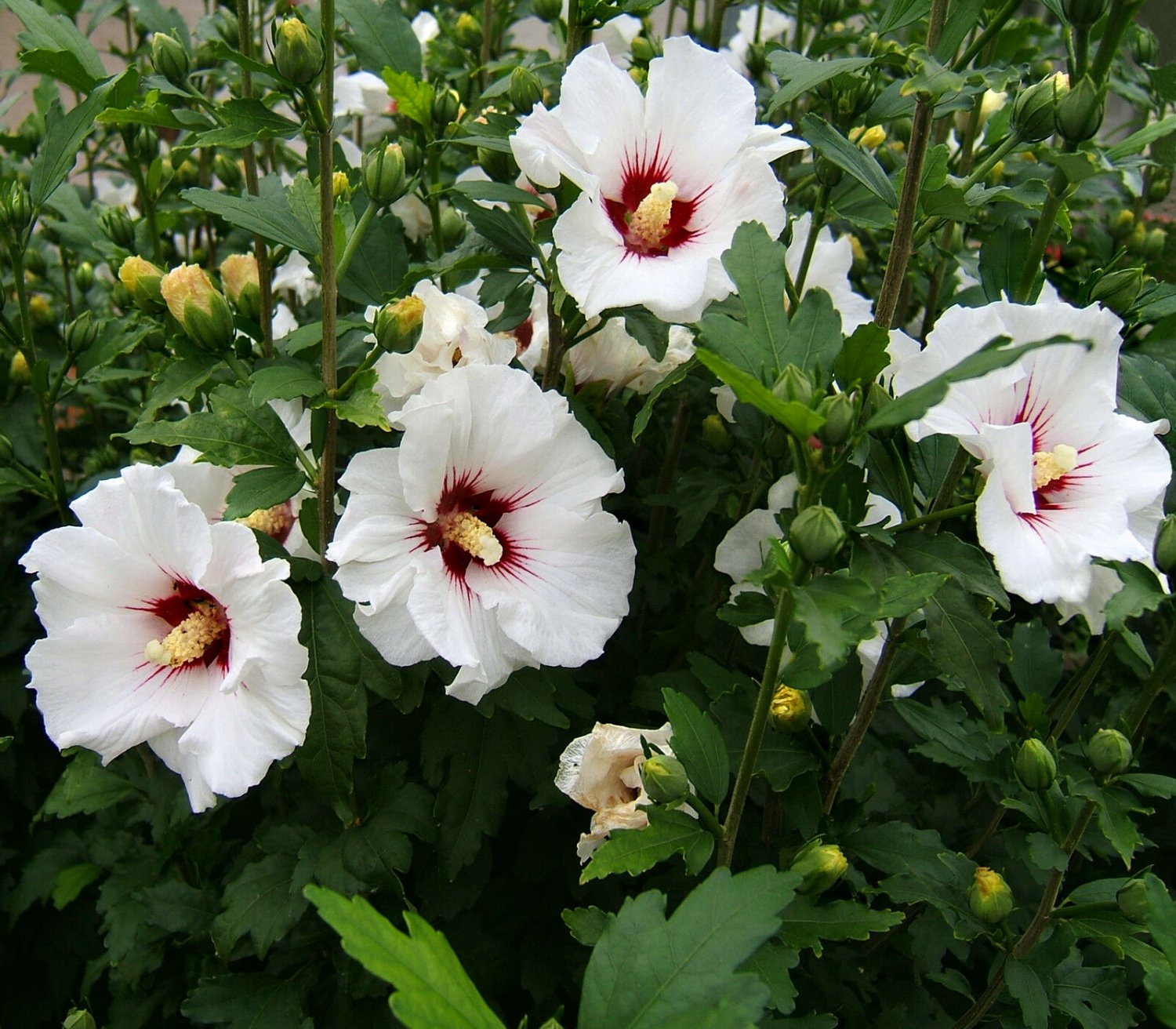 Гибискус сирийский (Hibiscus syriacus)