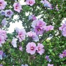 White Or Purple Hardy Hibiscus Syriacus Rose of Sharon Rooted Live Plant